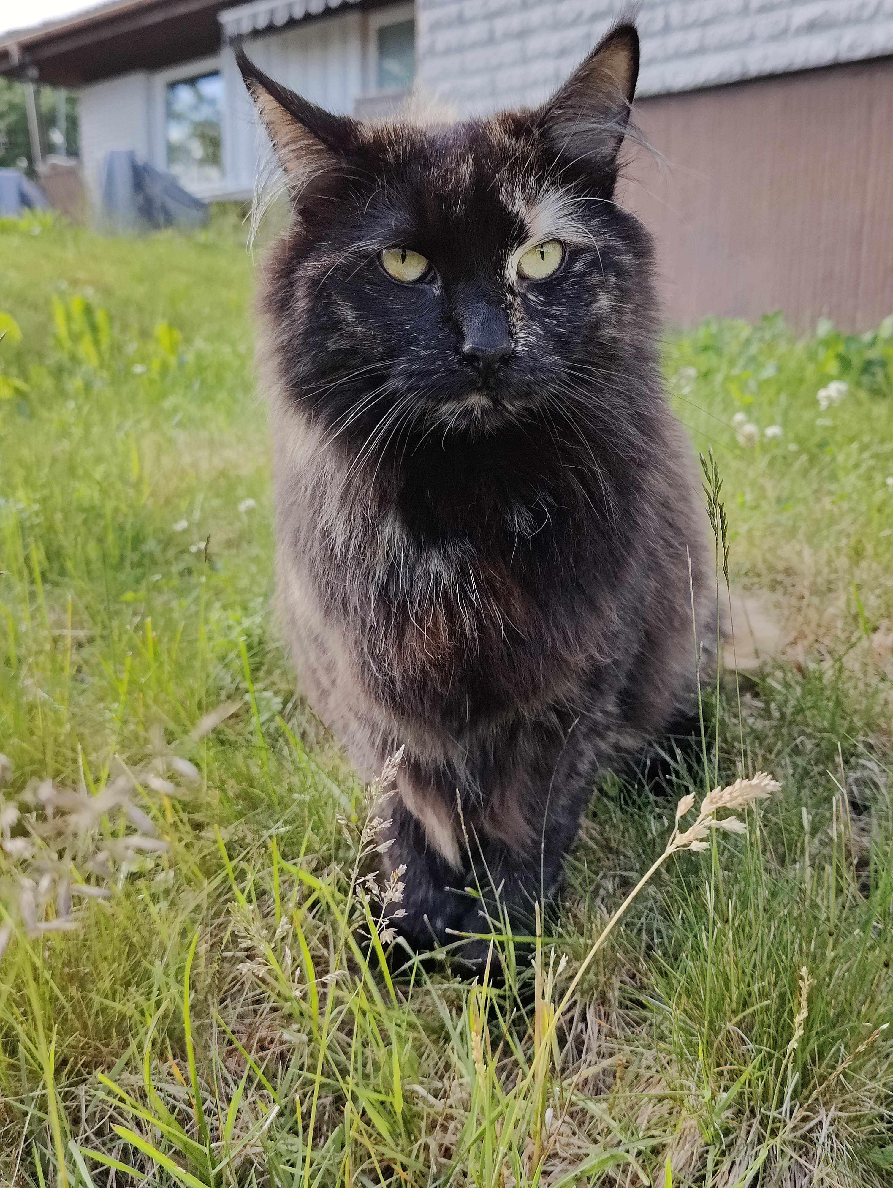 Zelda